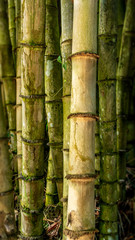 Bamboo