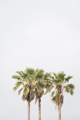 Palm trees in Galveston, Texas