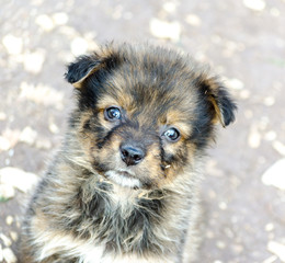 portrait of a purebred sad puppy closeup
