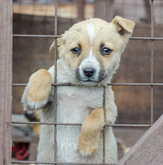 purebred beige puppy in a wooden cage