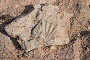Fossilium An ancient petrified pearl shell