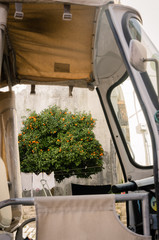 A small old town scooter and orange tree