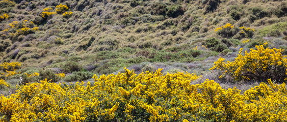 Yellow flowers bush, rocky landscape in springtime. Greece