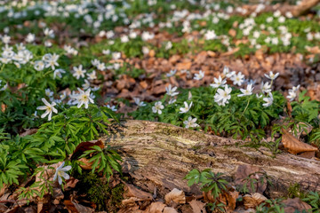 Waldboden mit Buschwindroeschen