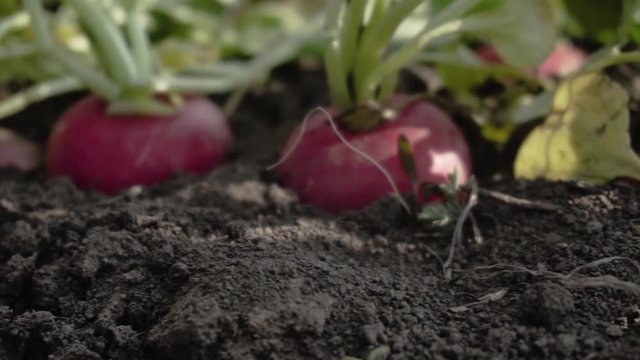 Close up of red radish on the spring fields 