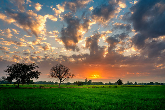sunset over green field