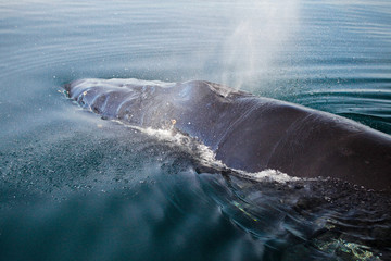 Whales in The Beagle Channel 