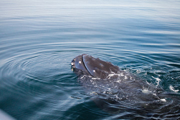 Whales in The Beagle Channel 