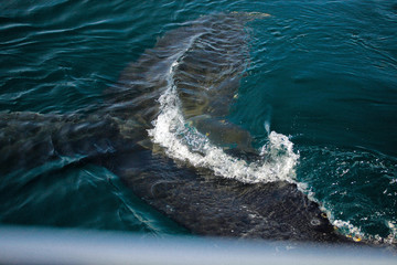 Whales in The Beagle Channel 