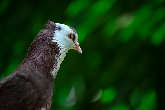 portrait of an eagle