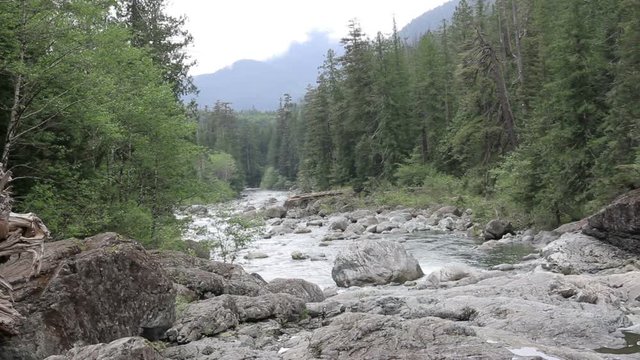 River in Vancouver Island Steady shot of River in Vancouver Island