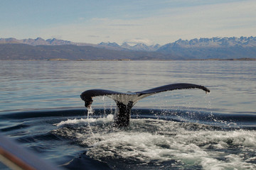 Whales in The Beagle Channel 