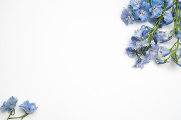 Blue Delphinium flower background floral flatlay