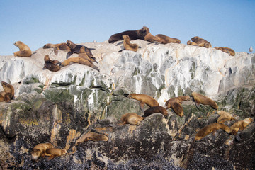 Seals on a rock beach 