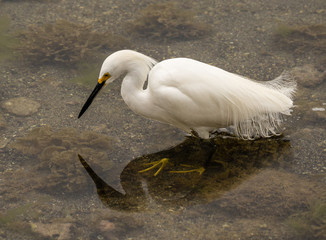  white snowy egret on the hunt in shallow water. 
