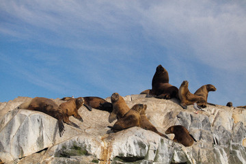 Seals on a rock beach 