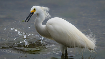 A snowy egret hunts for small fish and shrimp in the shallows along a salt marsh. 