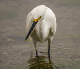 Snowy Egret fishing in shallow water. 