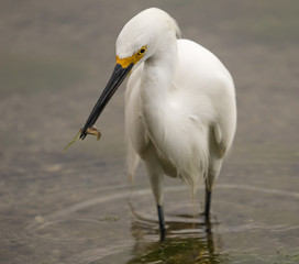 Snowy egret with a small fish in its beak.