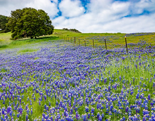 A super bloom ("superbloom") of colorful blue and purple Sky Lupine wildflowers (Lupinus nanus) covers the ground in the hills of Monterey, California, with a with Coastal Live Oak tree in background. © David A Litman