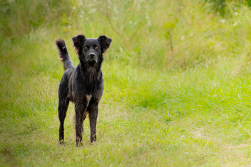 A black dog looking ata camera