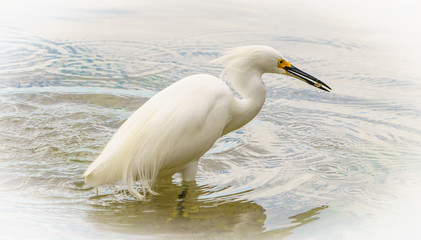 Snowy egret  feeding in a shallow bay. 