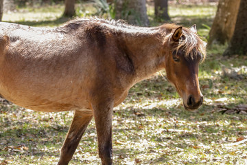 Obraz premium Staring Horse