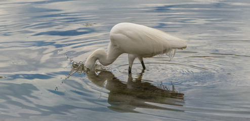 Snowy egret with his head stuck under the water. 