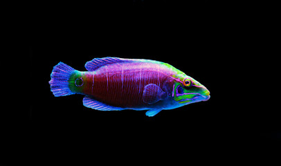 Mystery Wrasse fish - (Pseudocheilinus ocellatus) 