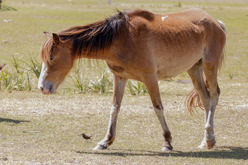 Fototapeta premium horse in the field