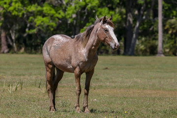 Obraz na płótnie Canvas Posing Horse