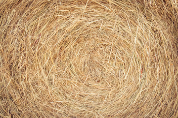 Hay texture