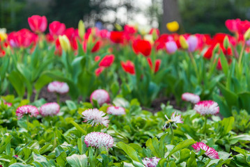 Selected focus, red tulip field garden.