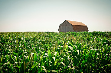 Old wooden barn in the cornfield