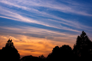 Fototapeta na wymiar Silhouette of trees and evening sky