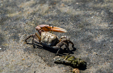 Fiddler crab on the mud flats with big claw. 