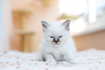 kitten cat breed sacred burma on a light background