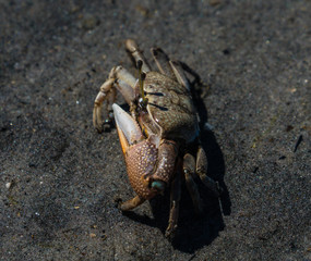 Fiddler crab on the mud flats with big claw. 