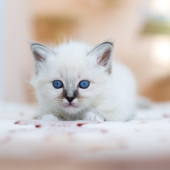 kitten cat breed sacred burma on a light background