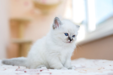 kitten cat breed sacred burma on a light background