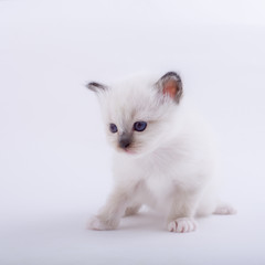 kitten cat breed sacred bIrma on a white background