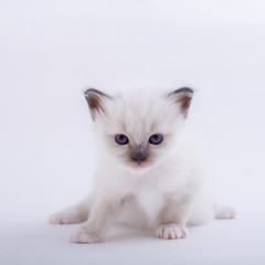Obraz premium kitten cat breed sacred bIrma on a white background