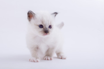 kitten cat breed sacred bIrma on a white background