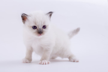 kitten cat breed sacred bIrma on a white background