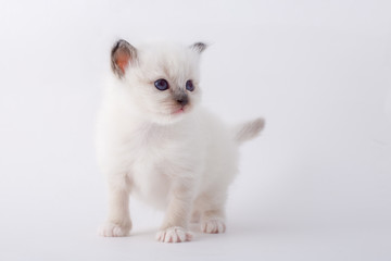 kitten cat breed sacred bIrma on a white background
