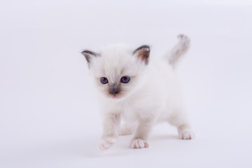 kitten cat breed sacred bIrma on a white background