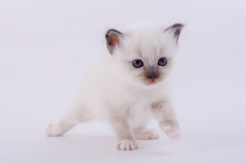 kitten cat breed sacred bIrma on a white background