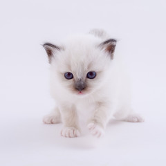 kitten cat breed sacred bIrma on a white background
