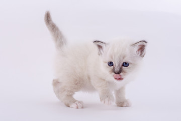 kitten cat breed sacred bIrma on a white background