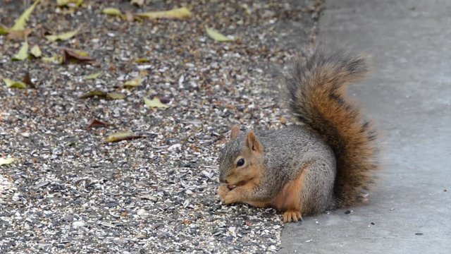HD video of one brown ground squirrel foraging for food on back yard patio, debris fallen from bird feeder above. Squirrels are a rodent frequently found in the suburbs in Northern California.